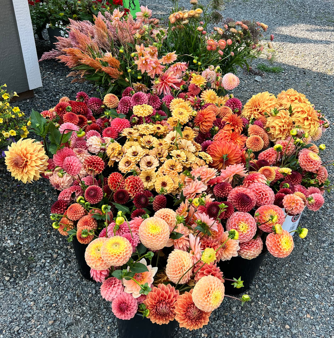 DIY Event Bloom Buckets- Deposit