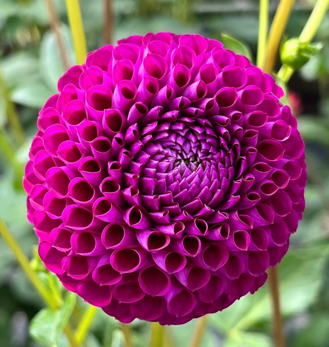 Chimacum Del Blomma