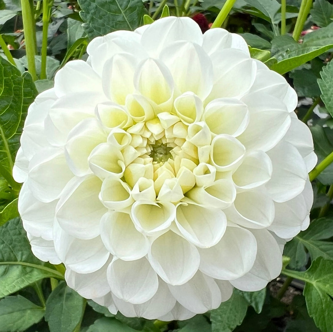 Orsett Beauty