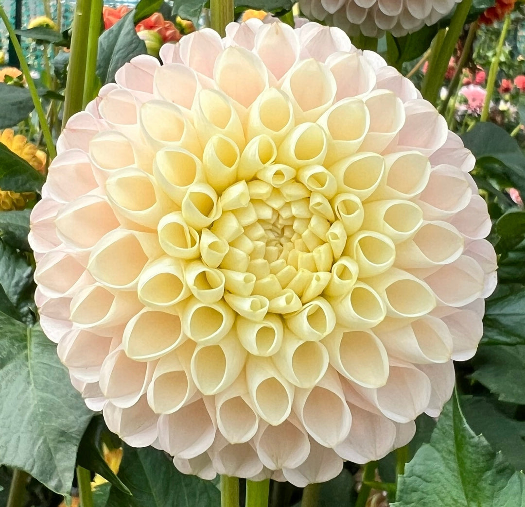 Hollyhill Pollyanna
