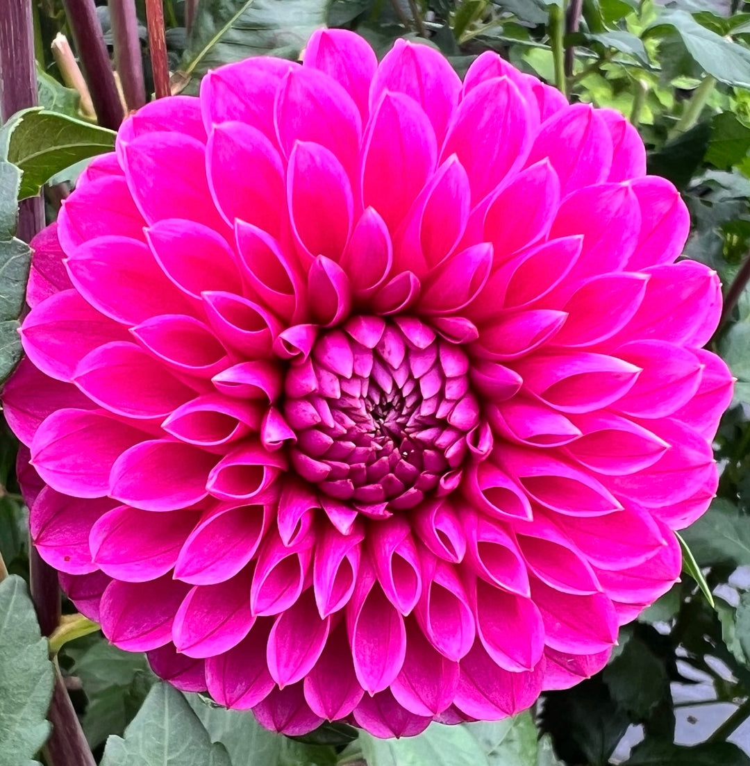 Mary's Jomanda