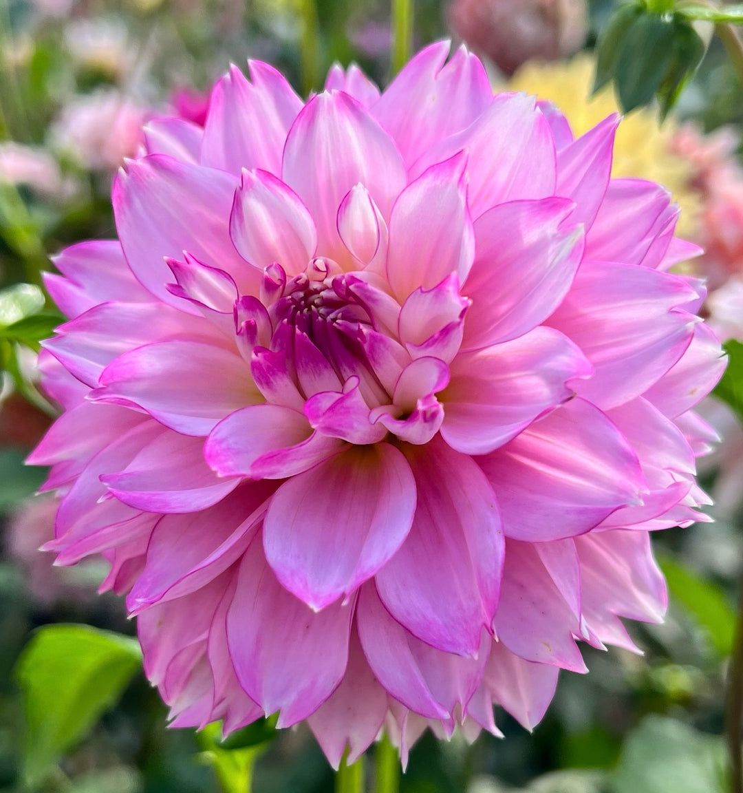 Hollyhill Pinkie