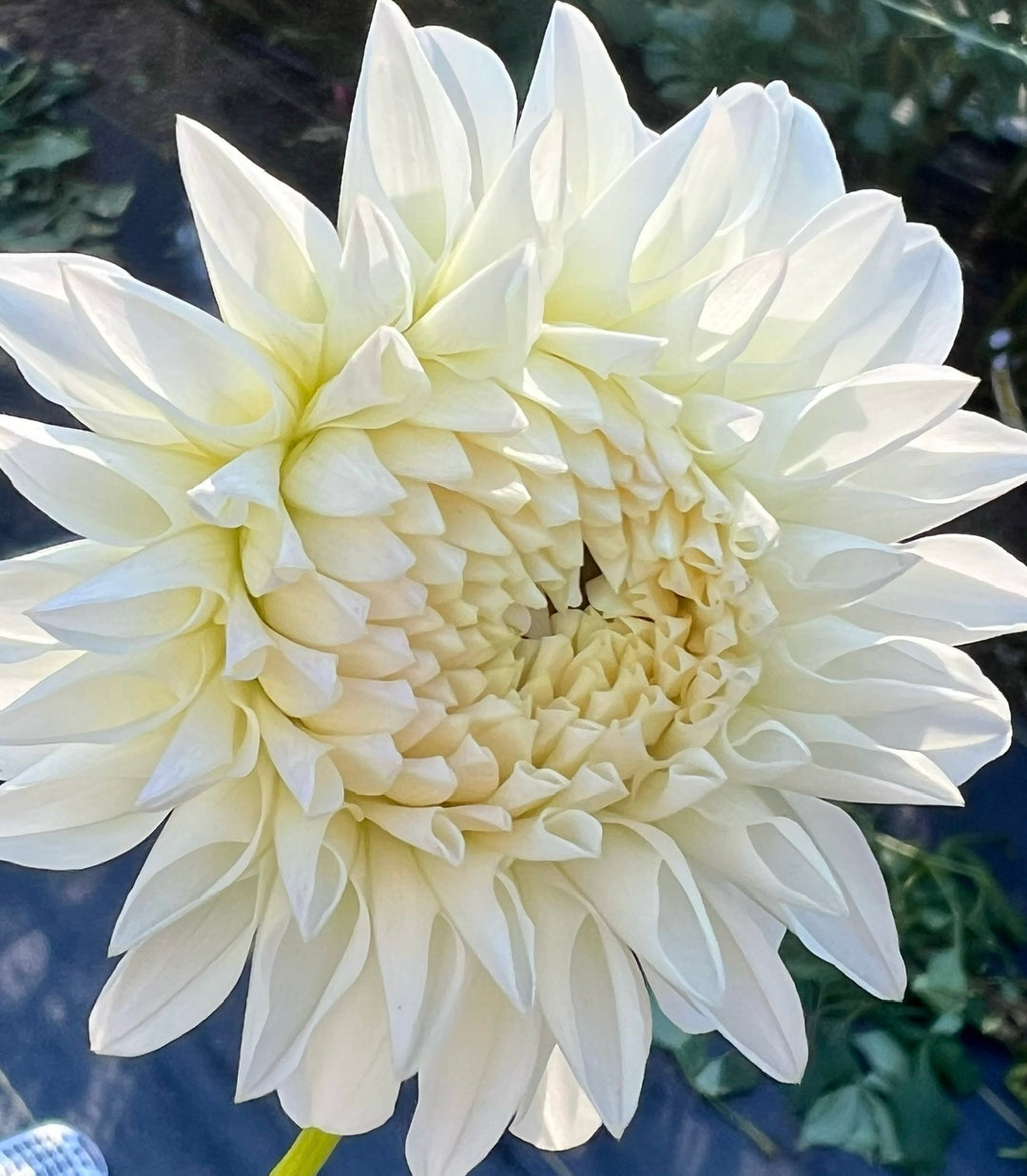 Bloomquist Snowy - LIMIT 1 per Household