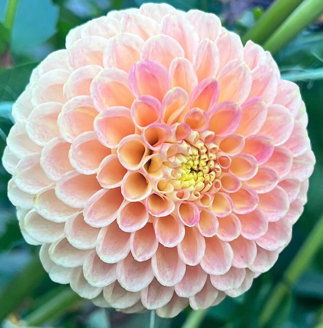 Valley Tawny