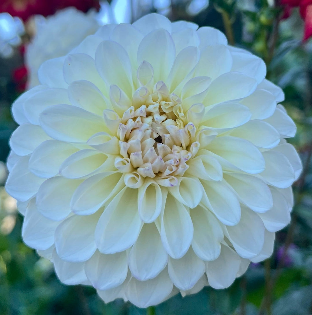 Brookside Snowball