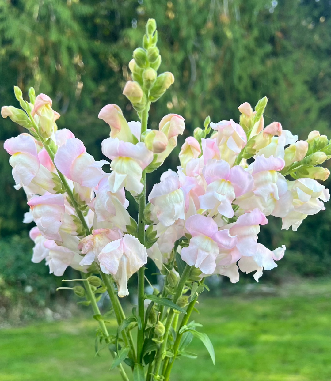 Snapdragon Seeds- Light Pink