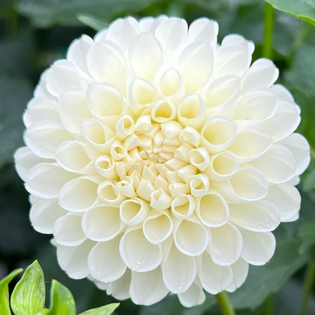 White Nettie
