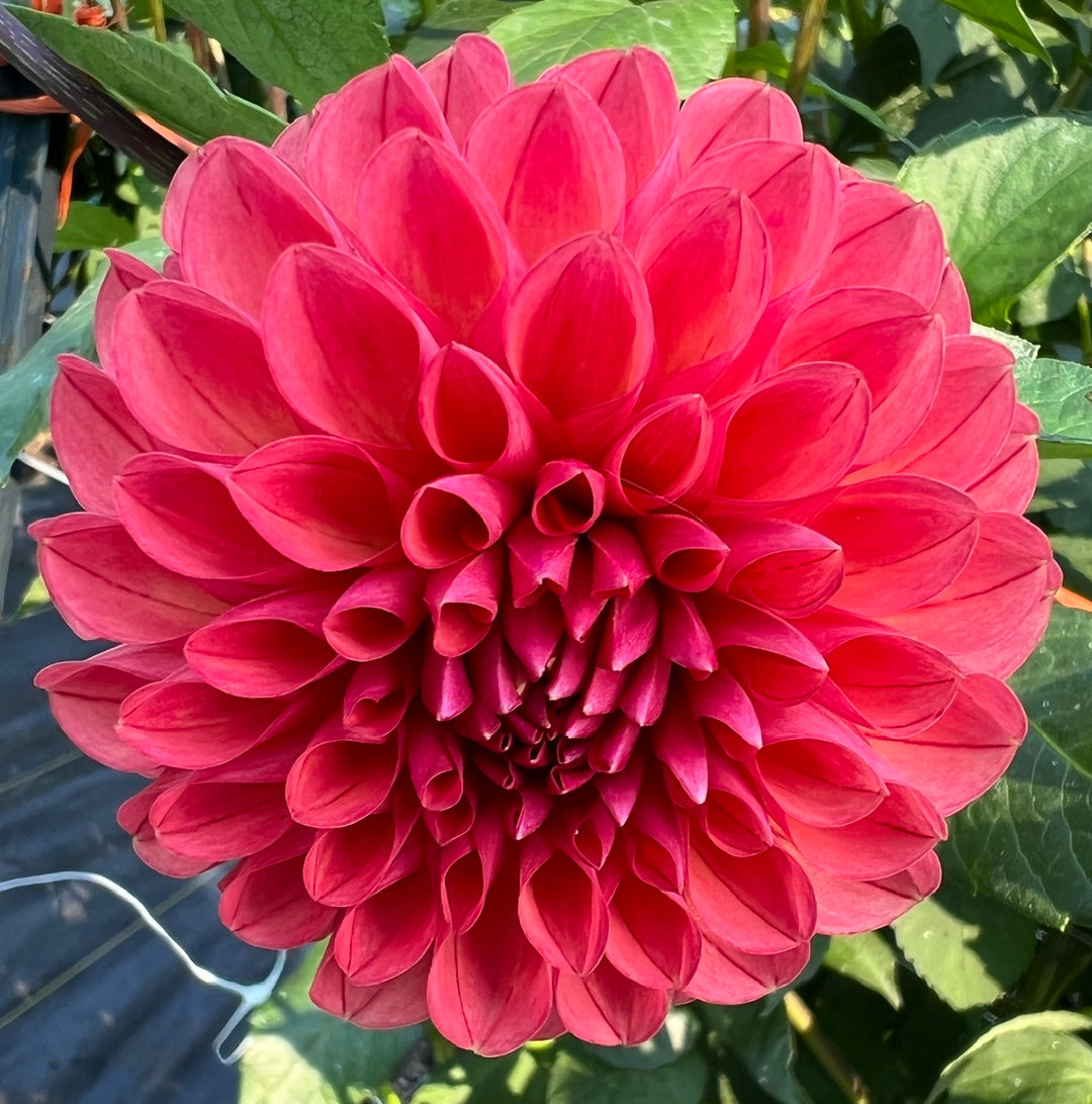 Chimacum Nadjae