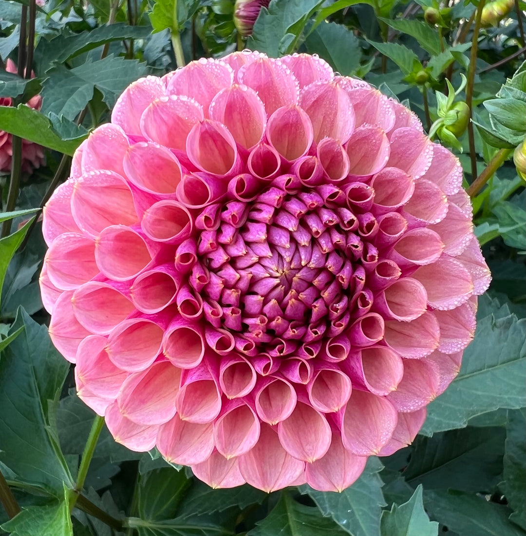 Bracken Rose (US)