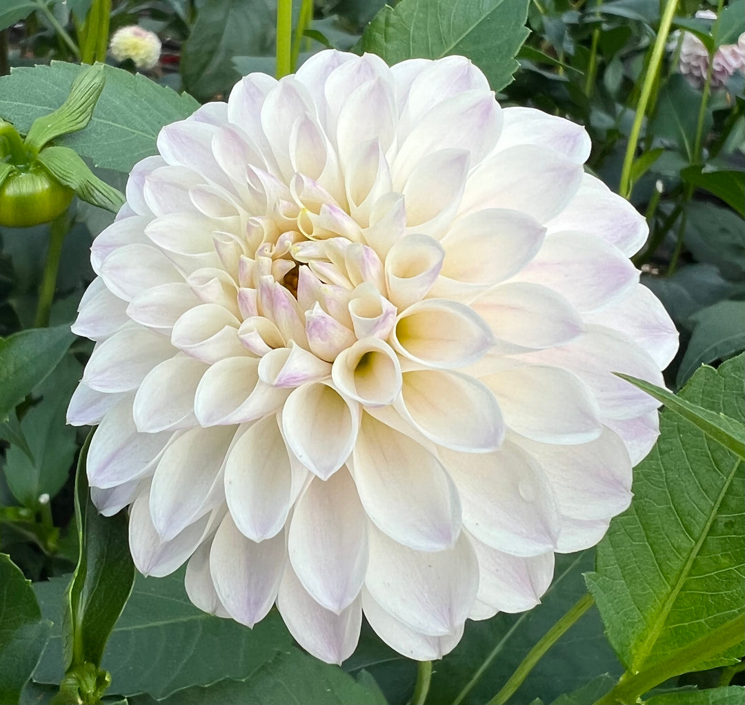 Tahoma Kelli