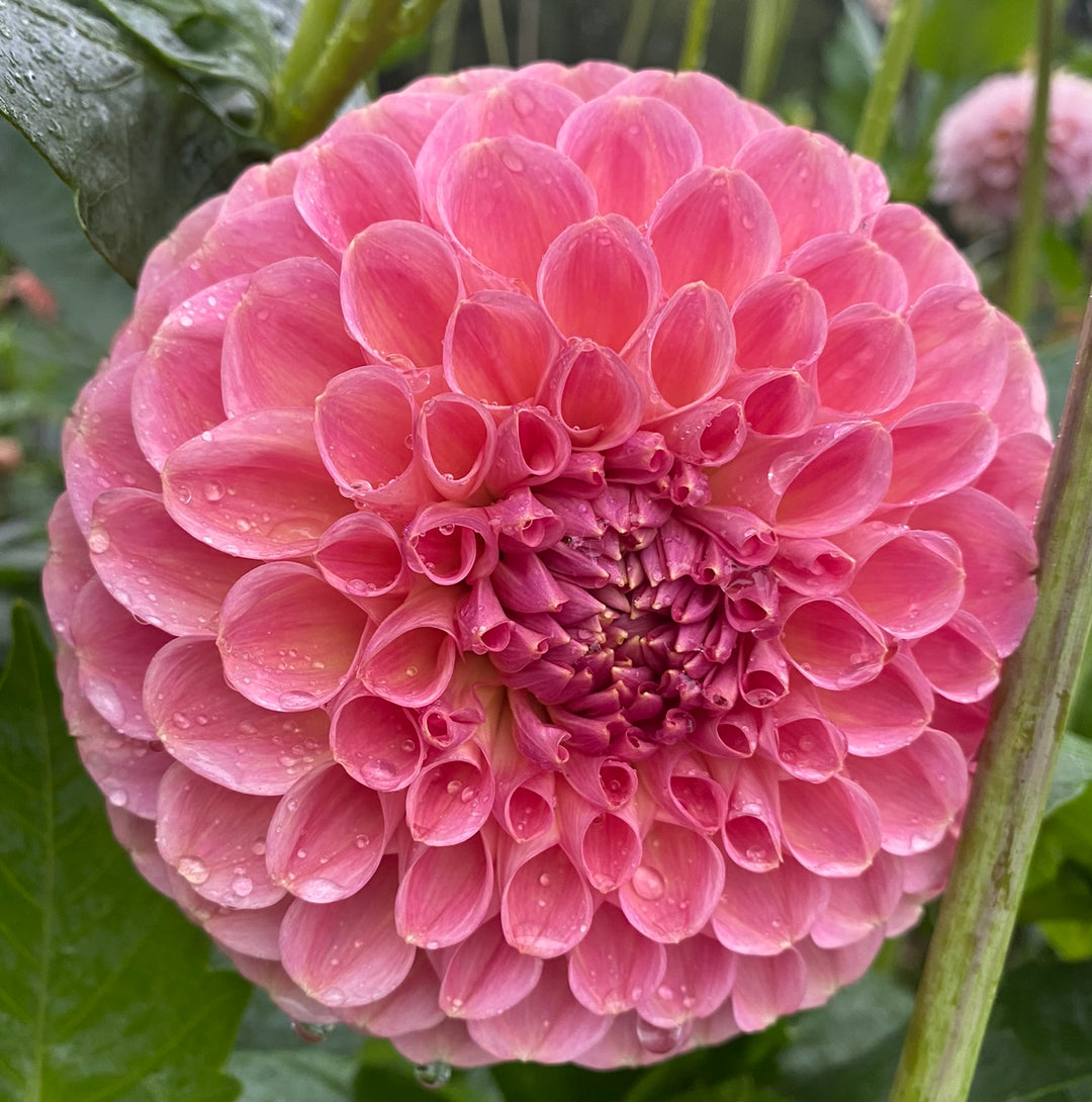 Clearview Peachy