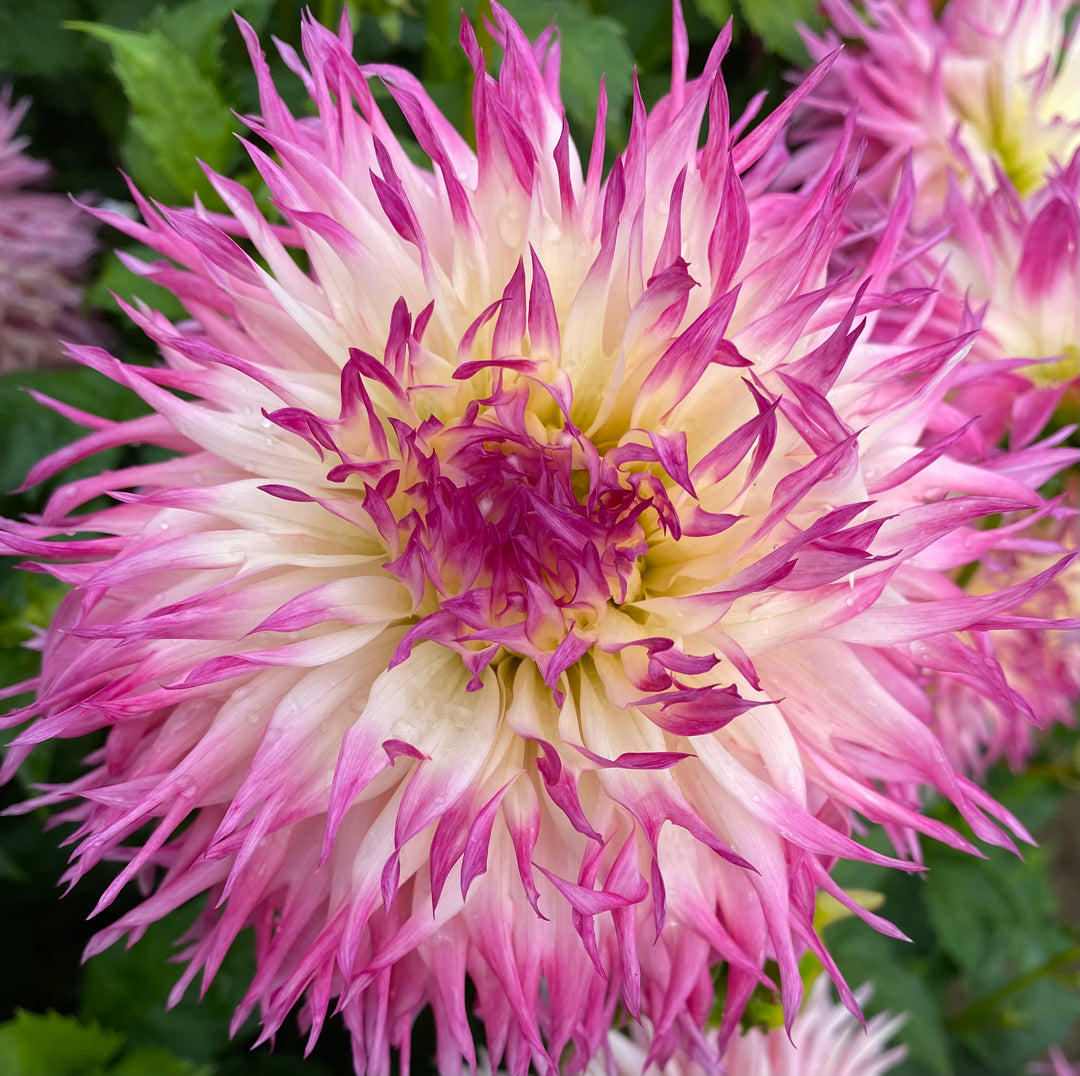 Pinelands Princess