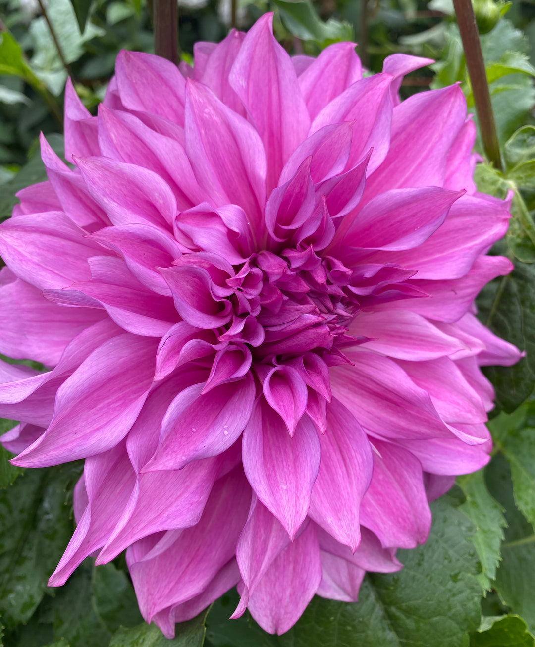 Café Au Lait- Rose
