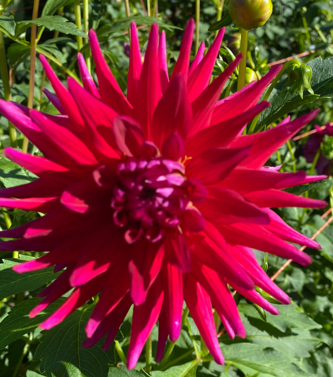 Clearview Scarlett