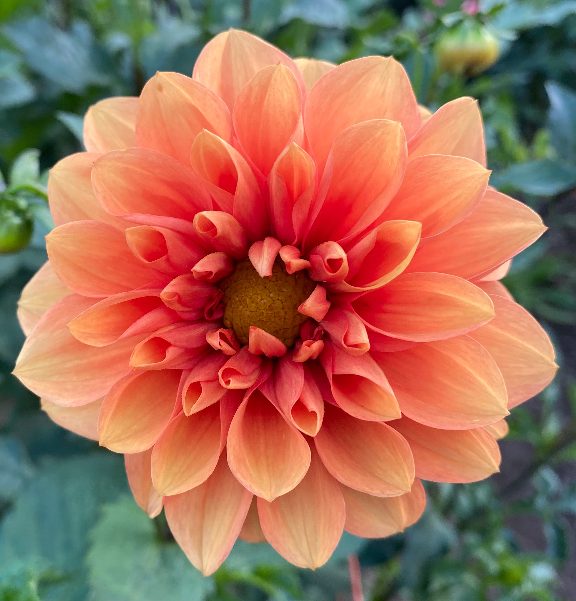 Deputy Bob – Dubuque Dahlias 