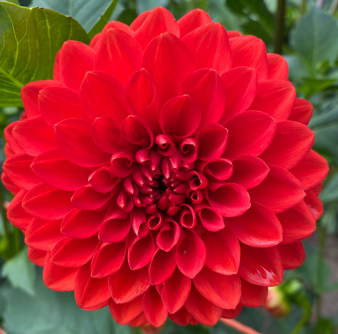 Ruskin Gypsy- Red