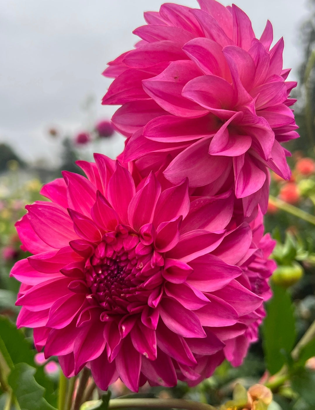 River's Bubblegum