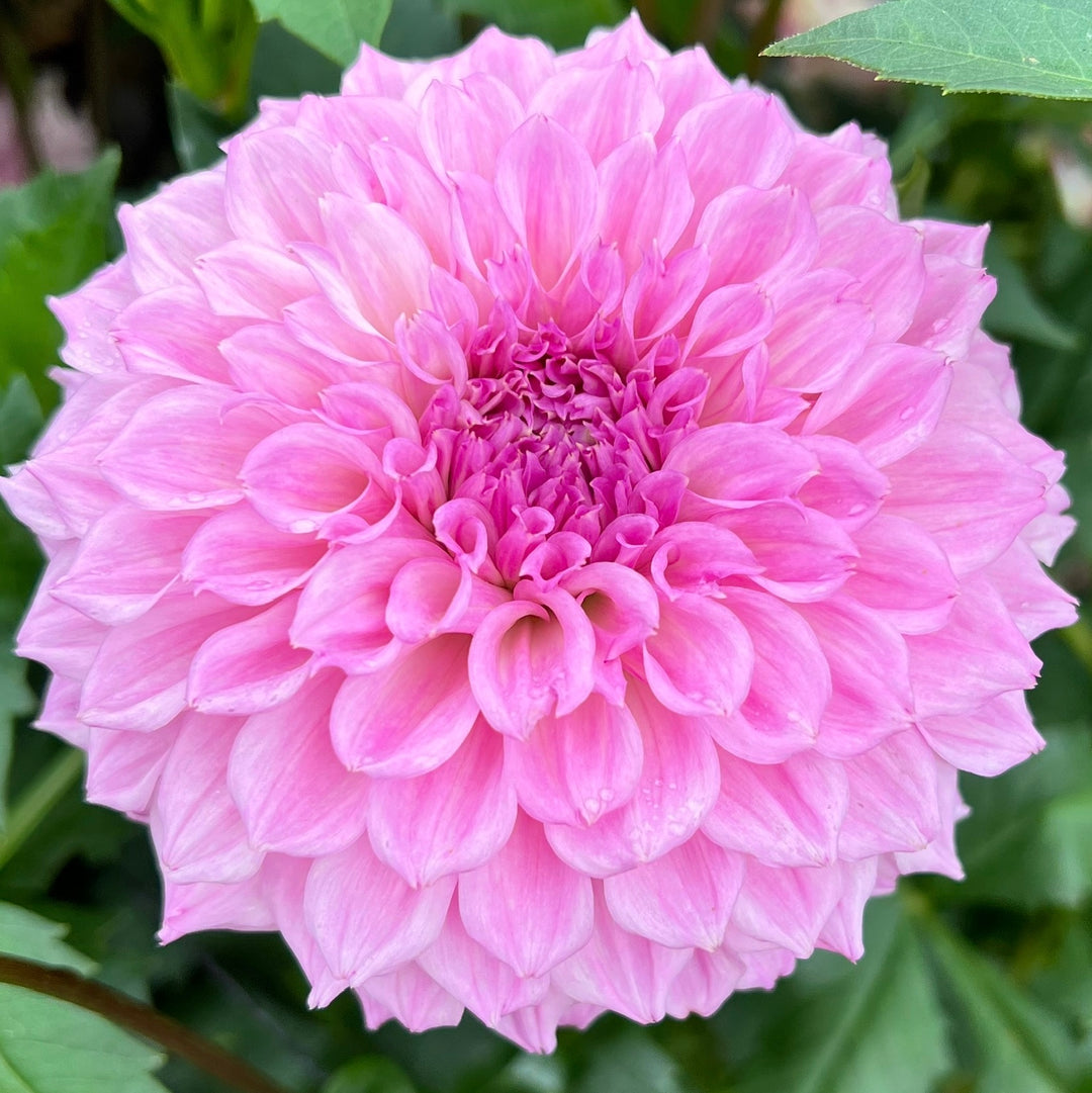 Lee's Viola Frost
