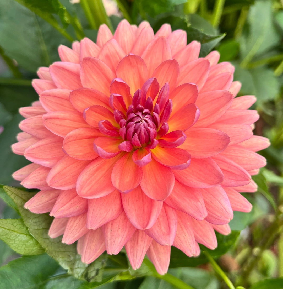 Dutch Pearl
