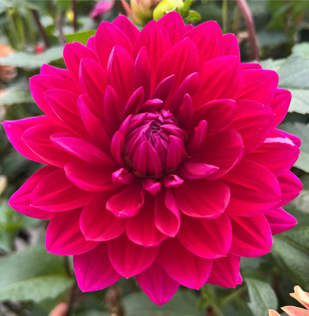 Hollyhill Pandora