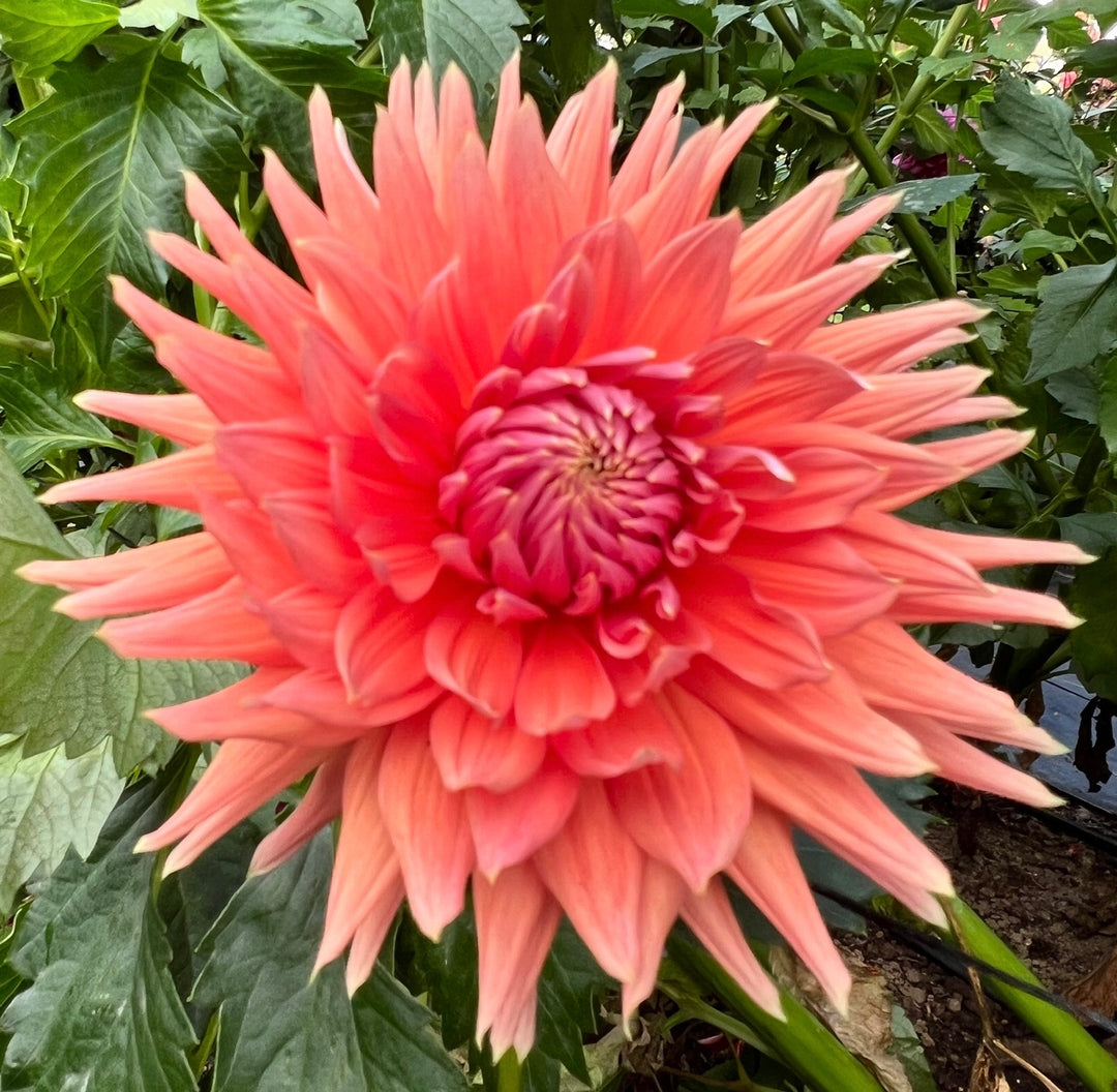 Ferncliff Tropics