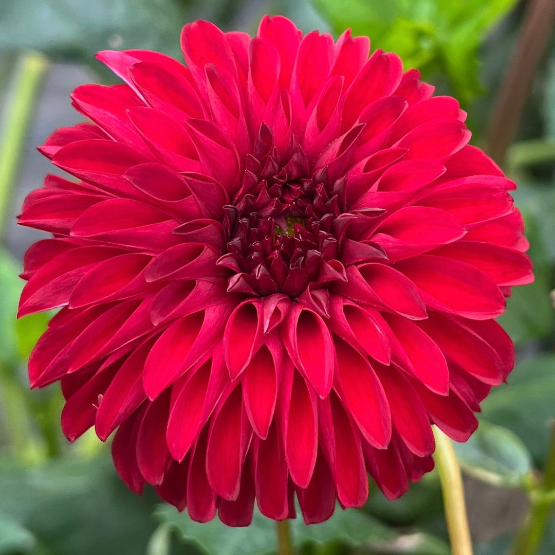 River's Black Cherry