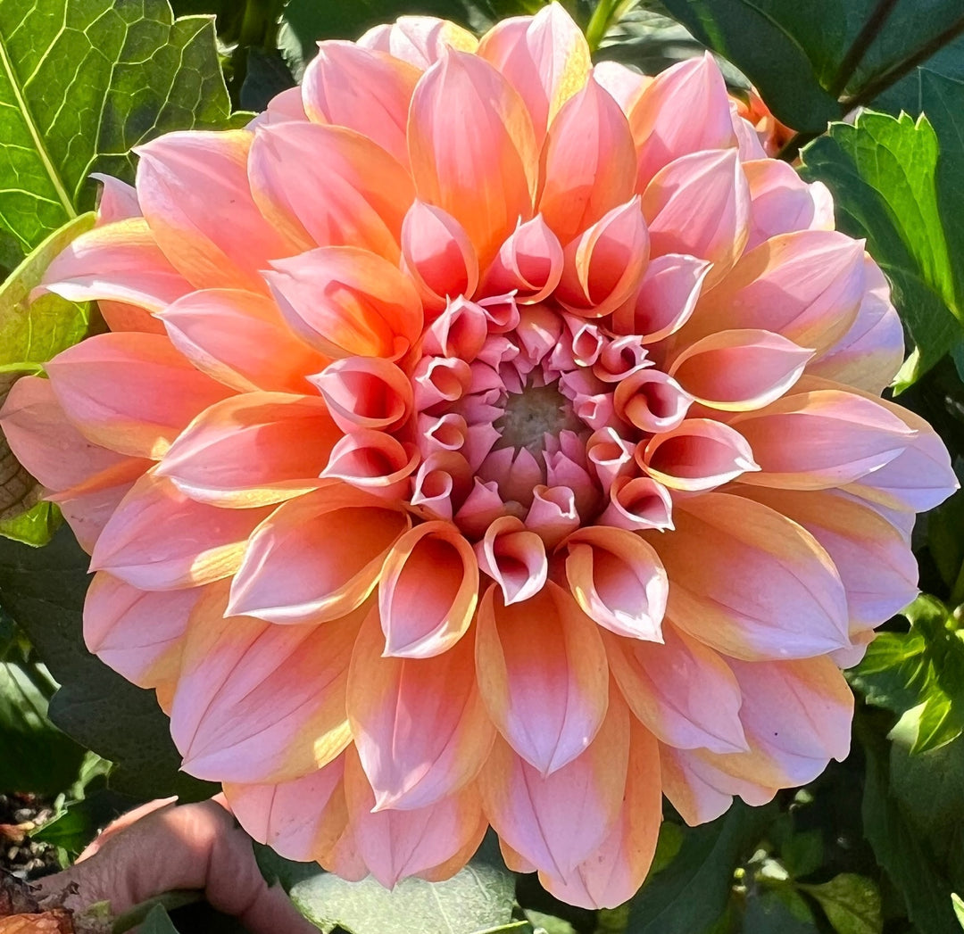 Lee's Evelyn