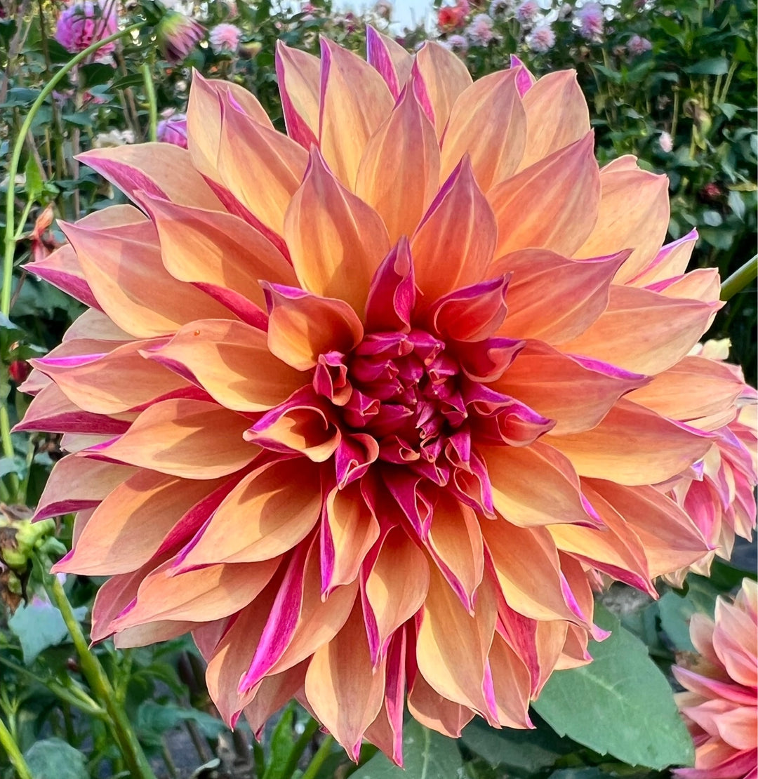 River's Elizabeth