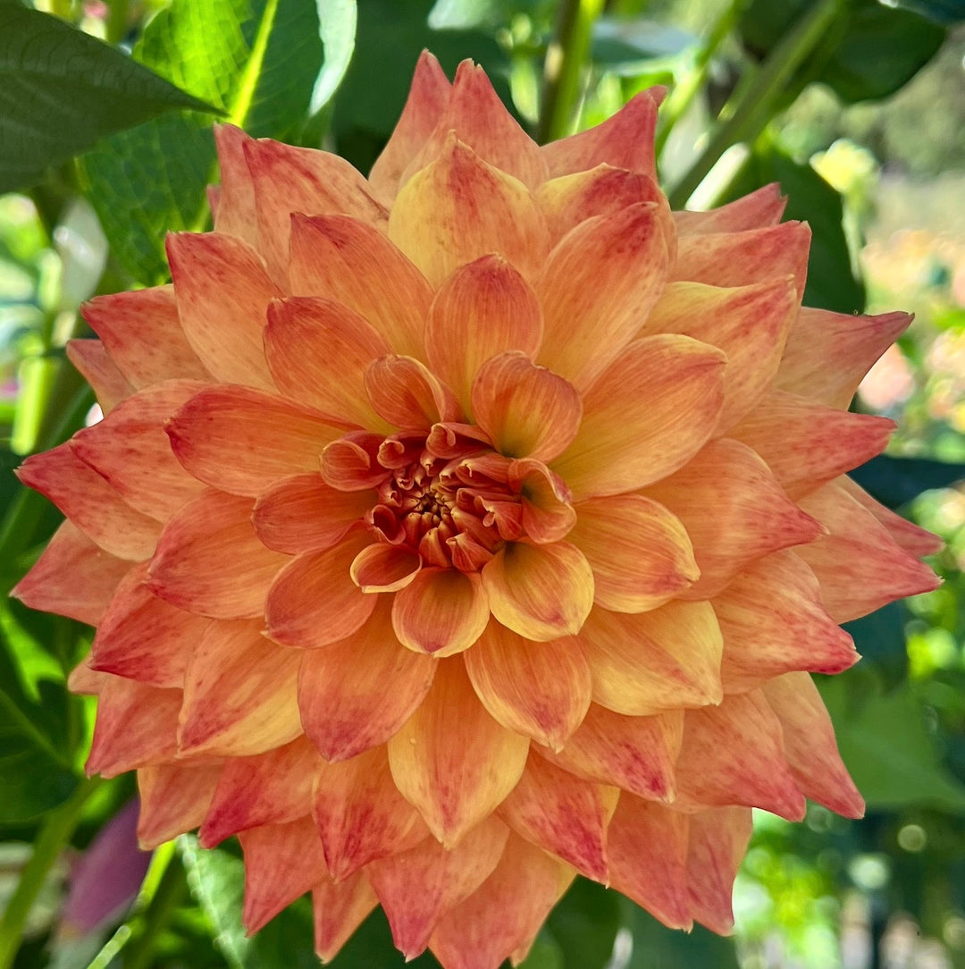 Bloomquist Autumn