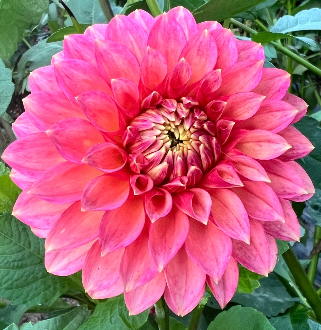 Camano Mystery