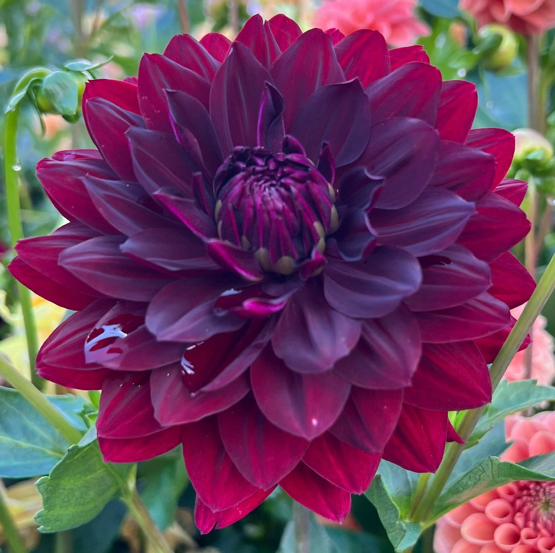 Hollyhill Black Widow