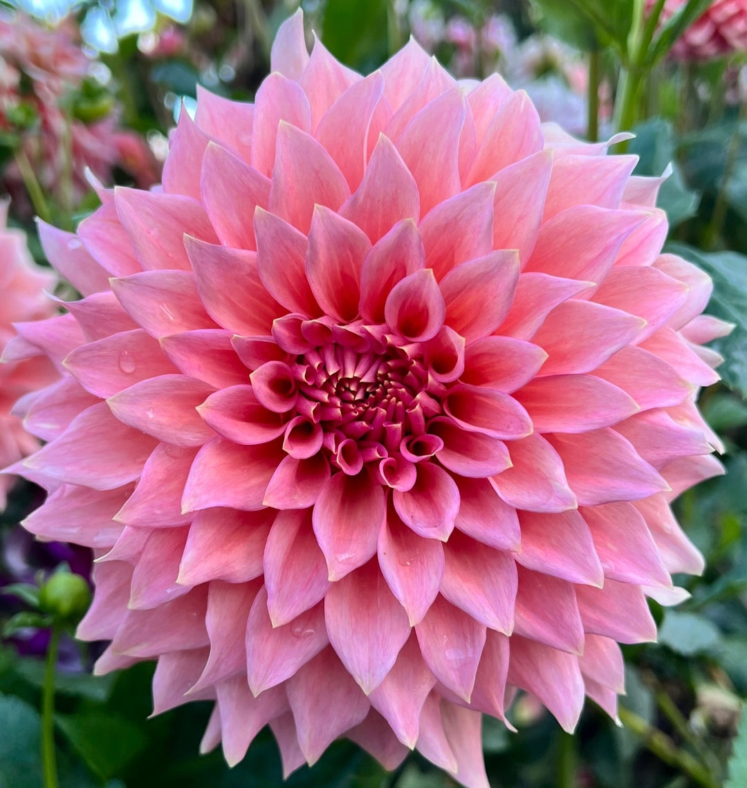 Wyn's Pink Pearl