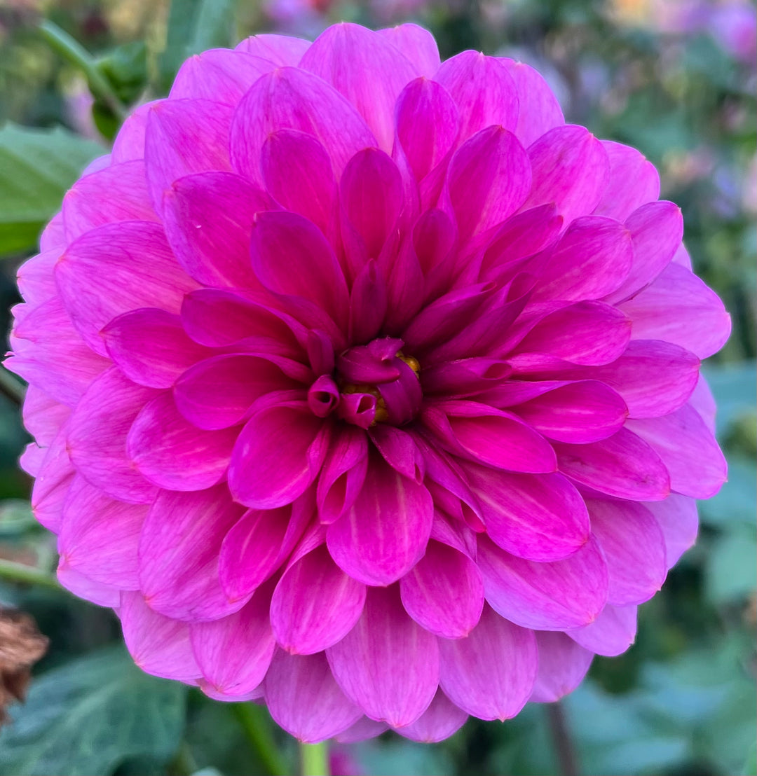 Vista Pinky