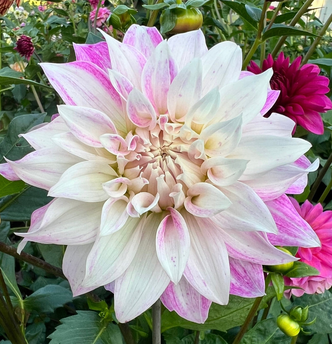 Pink Petticoat
