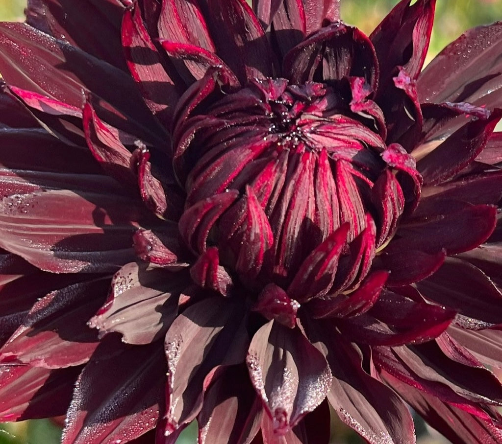 Black Jack