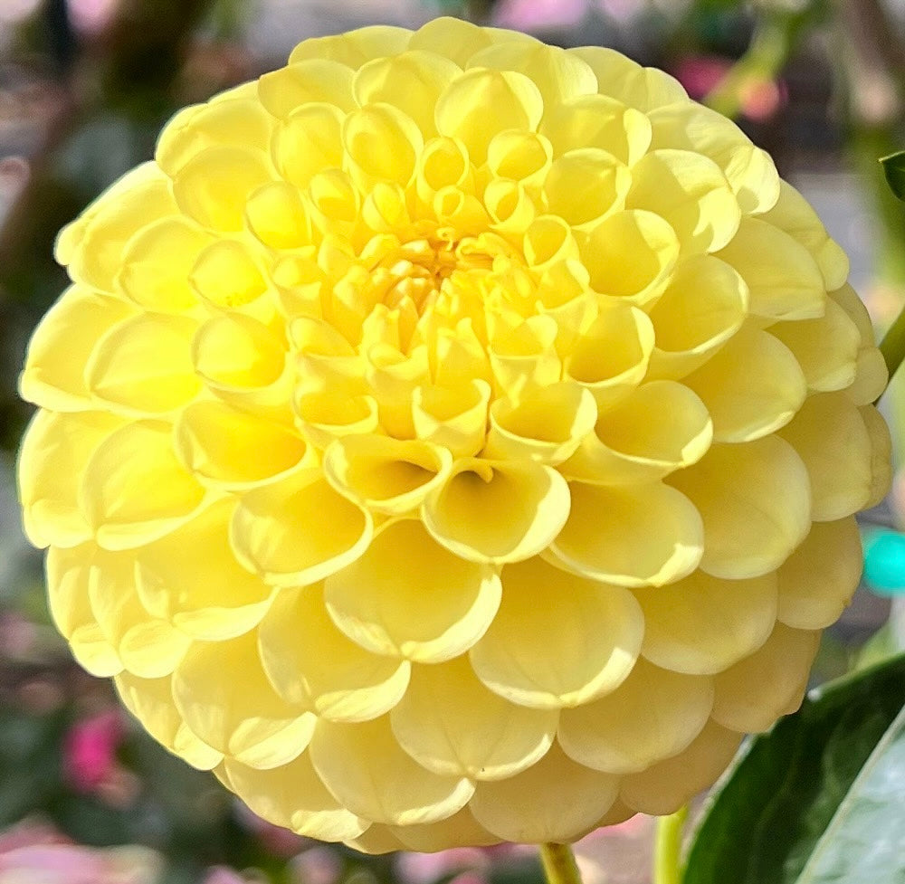 Ferncliff Gumdrops