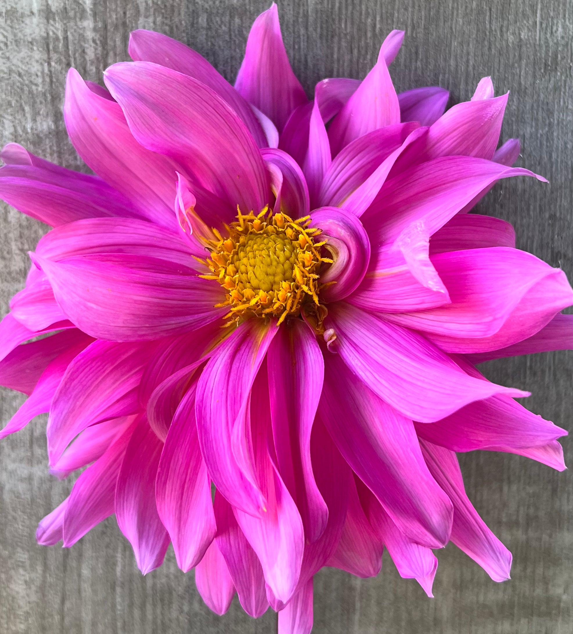 Herbert Smith – Dubuque Dahlias