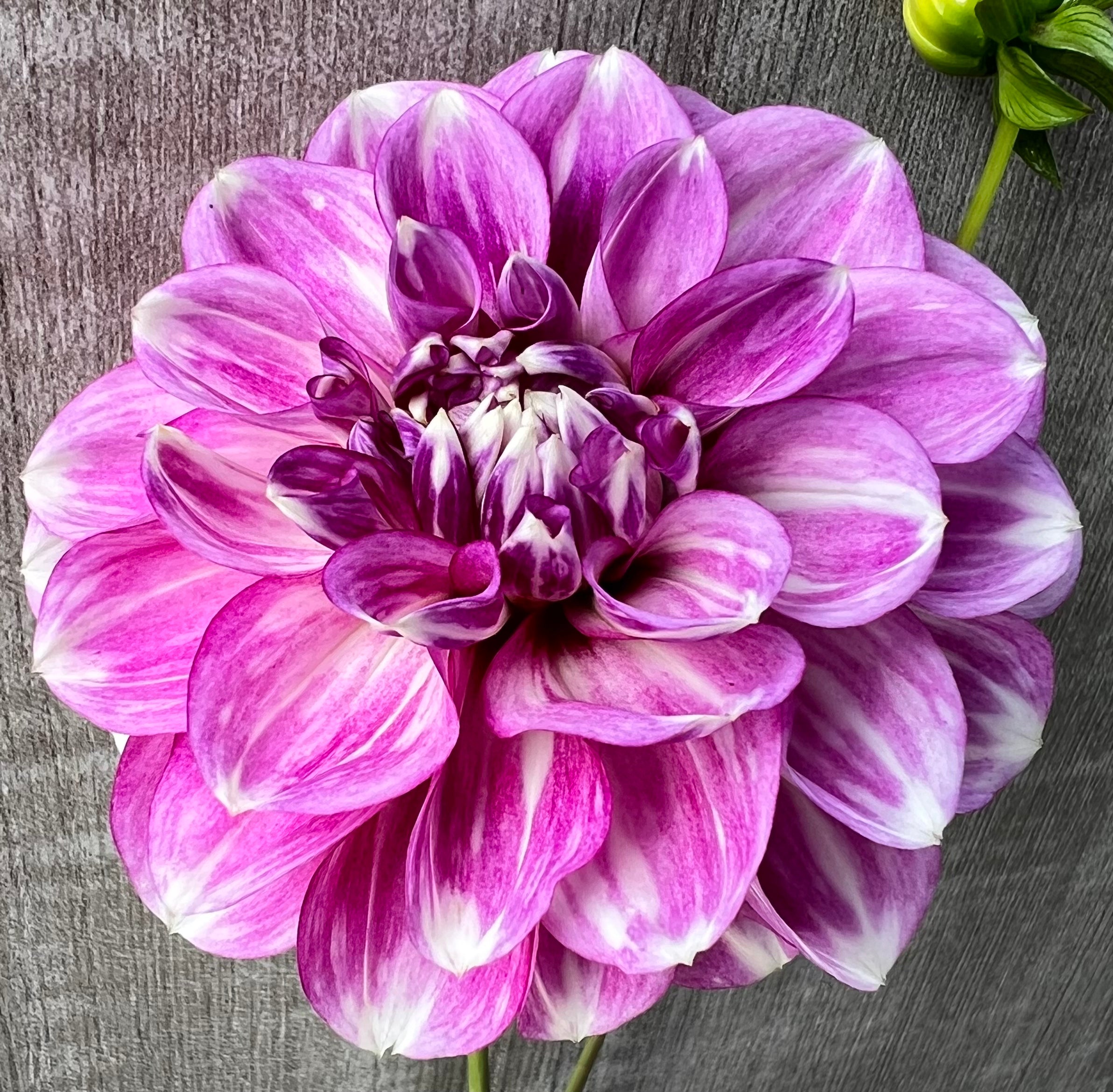 Blackberry Ice – Dubuque Dahlias 