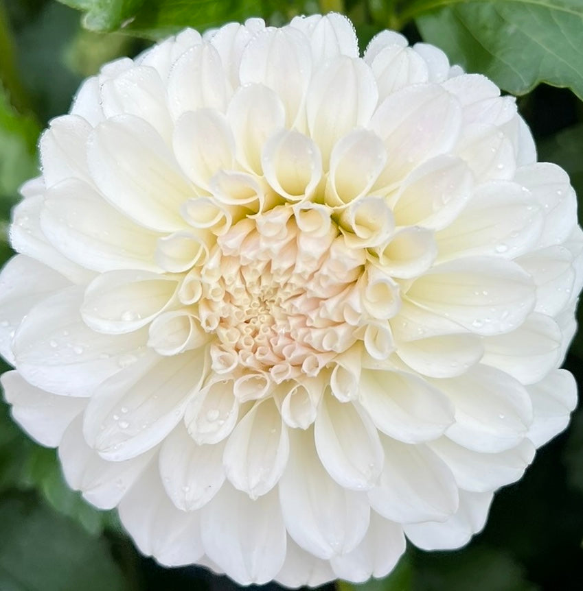Irish Ruffles