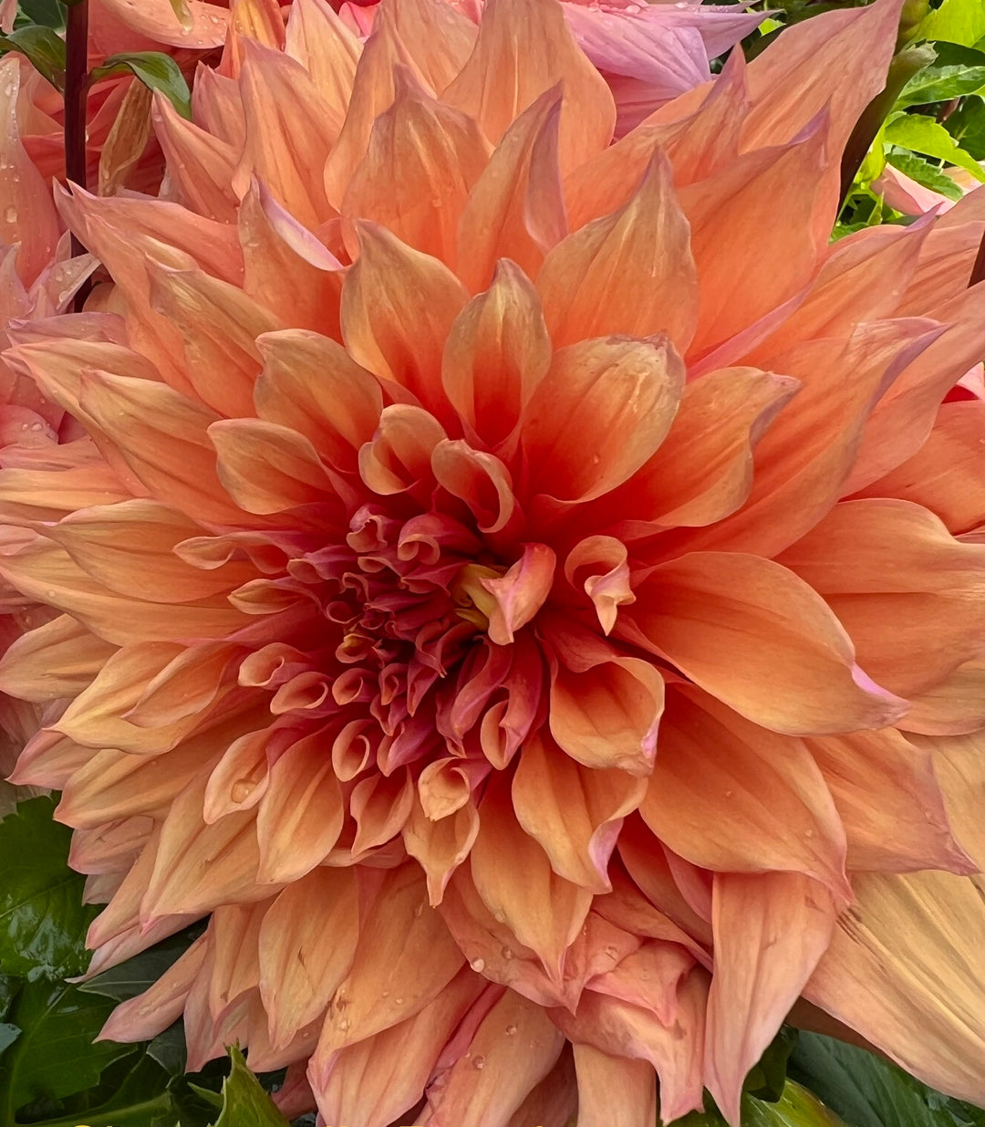 Sherwoods Peach