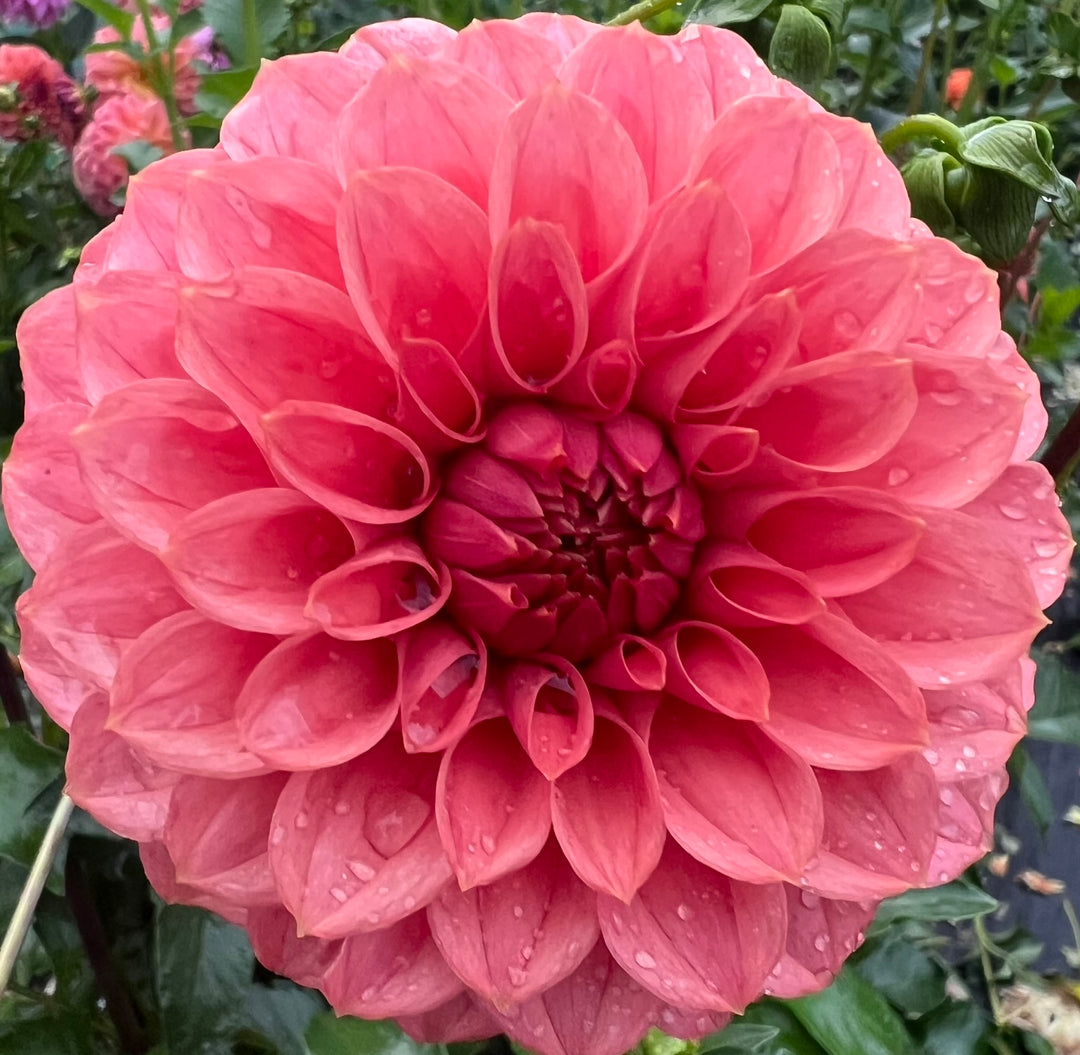 KA's® Keltie Rose - LIMIT 1 per Household