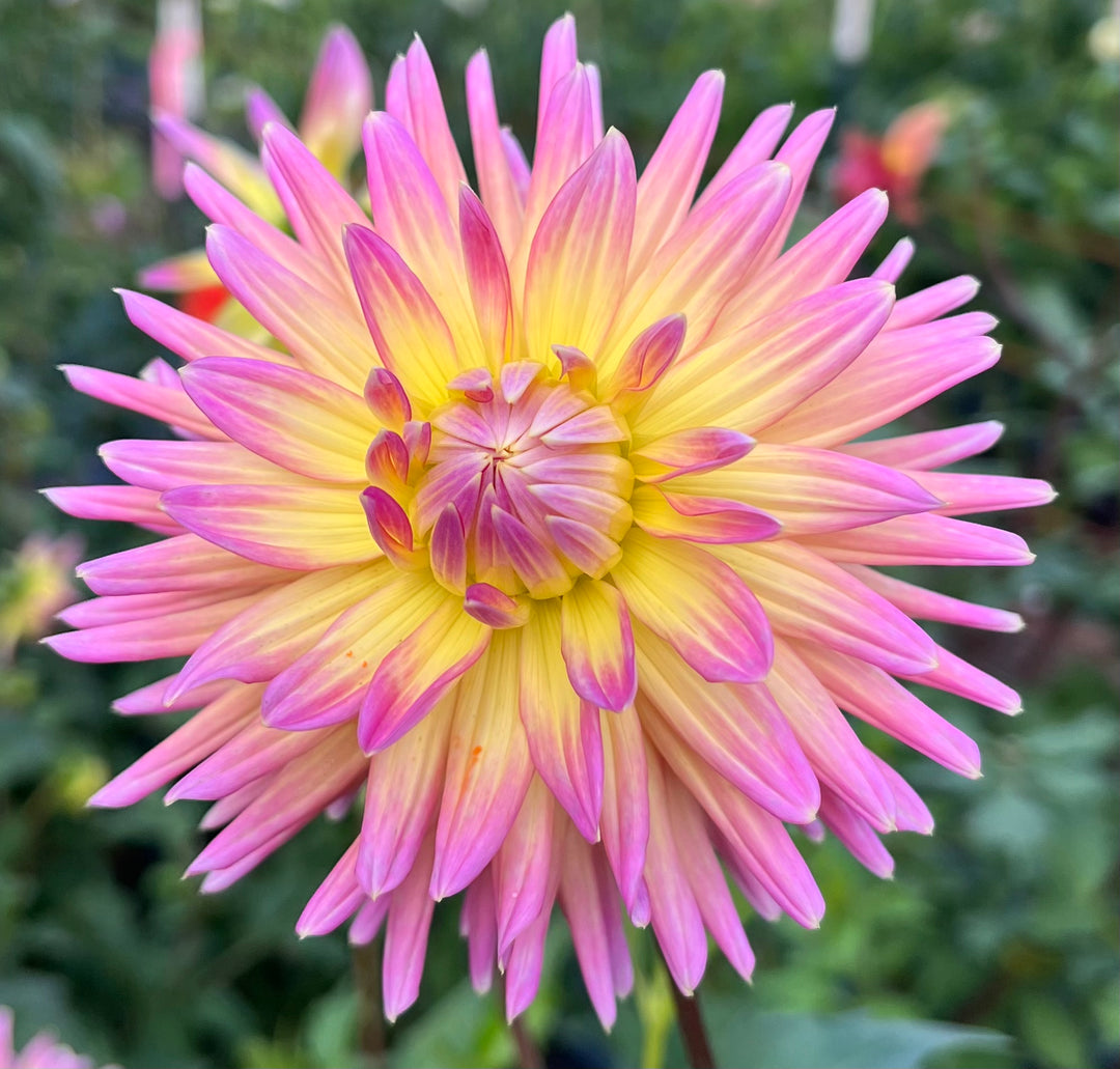 Peggy's Peach