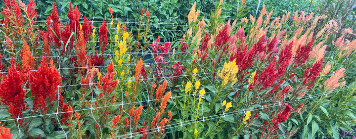 Celosia Seeds