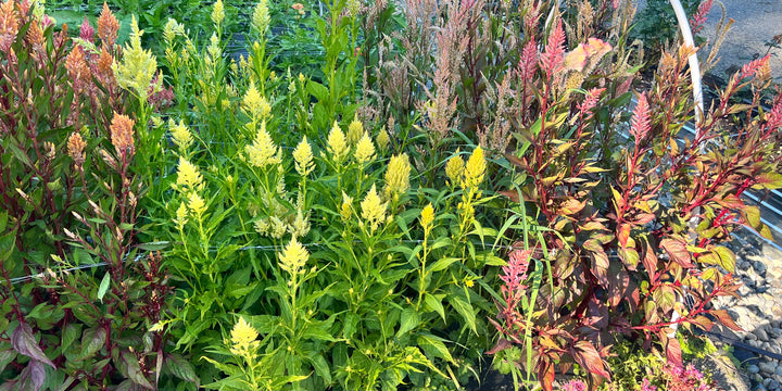 Celosia Seeds