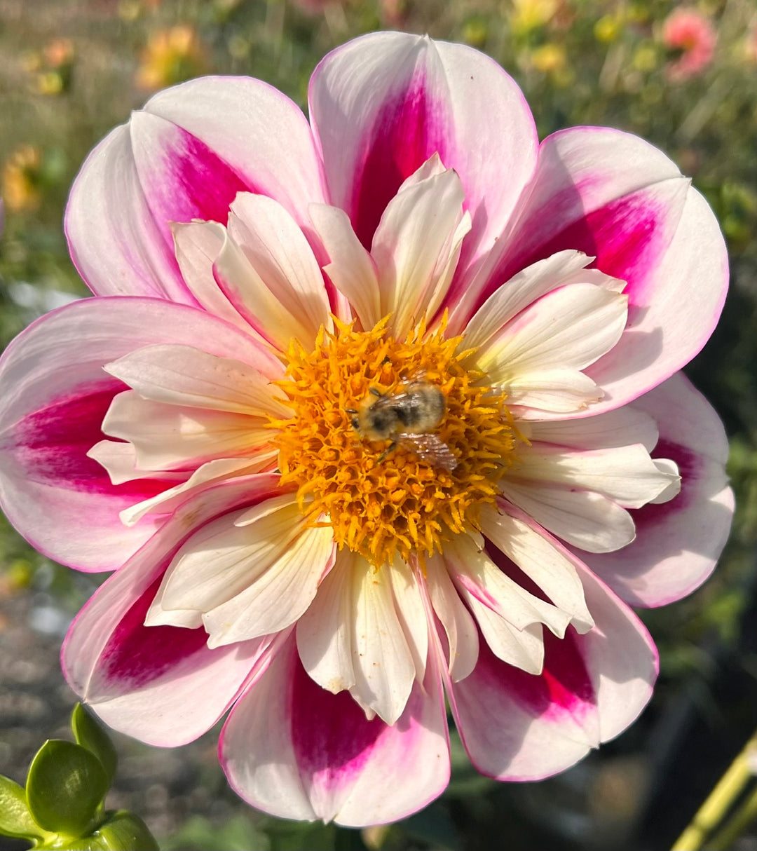 Bumble Rumble