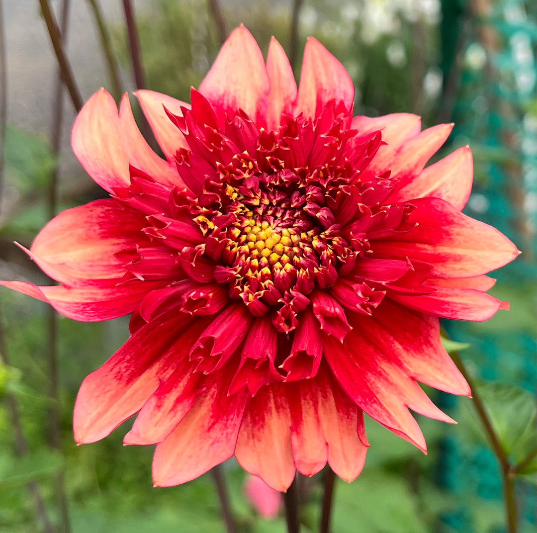 Dahlia Seeds