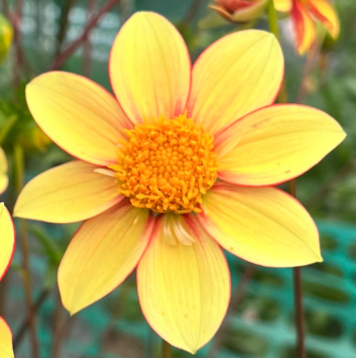 Dahlia Seeds