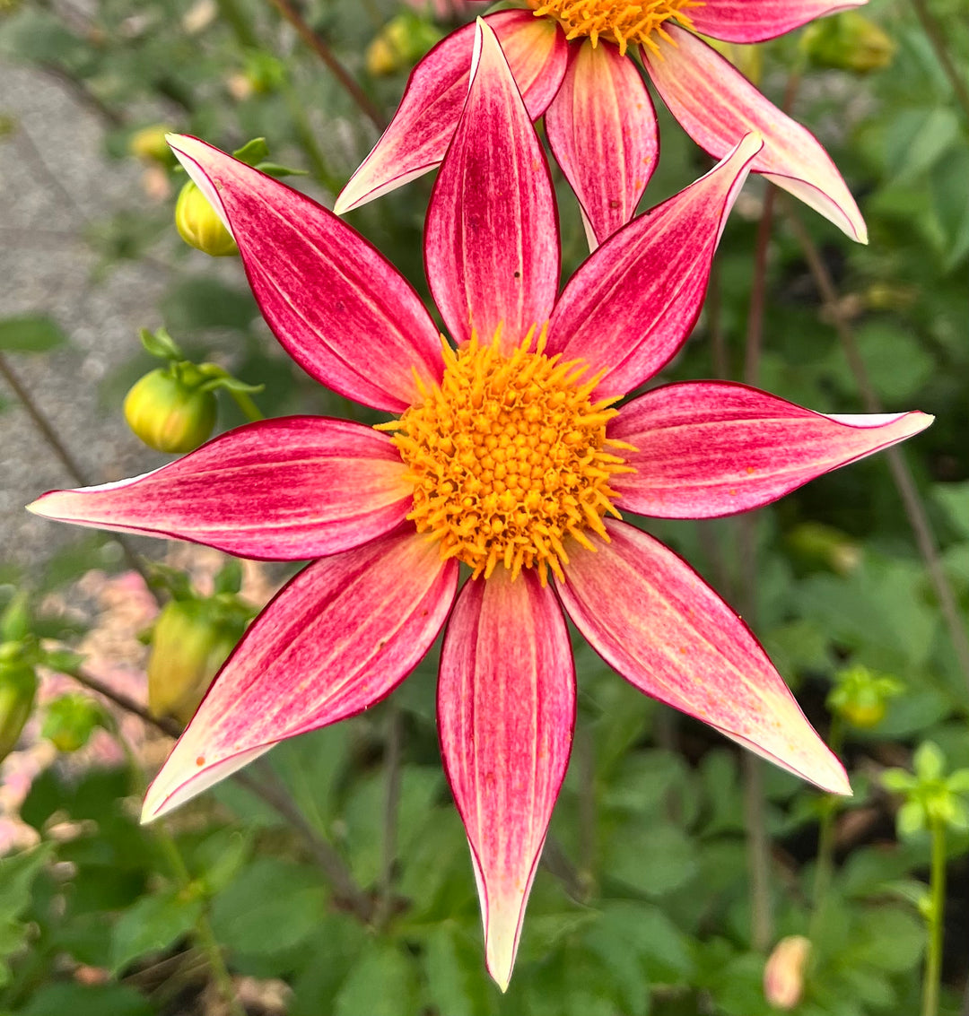 Dahlia Seeds