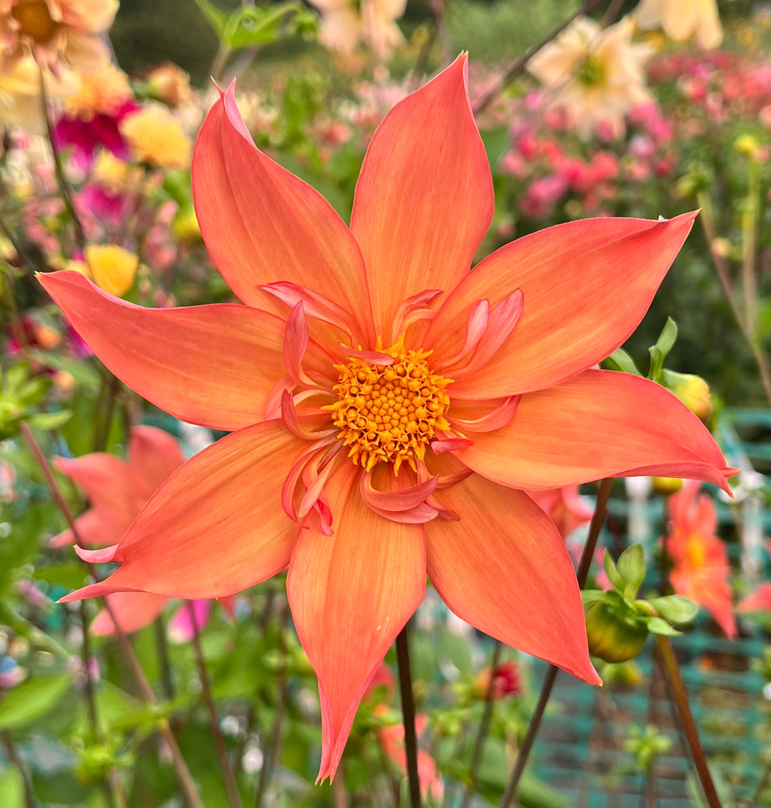 Dahlia Seeds