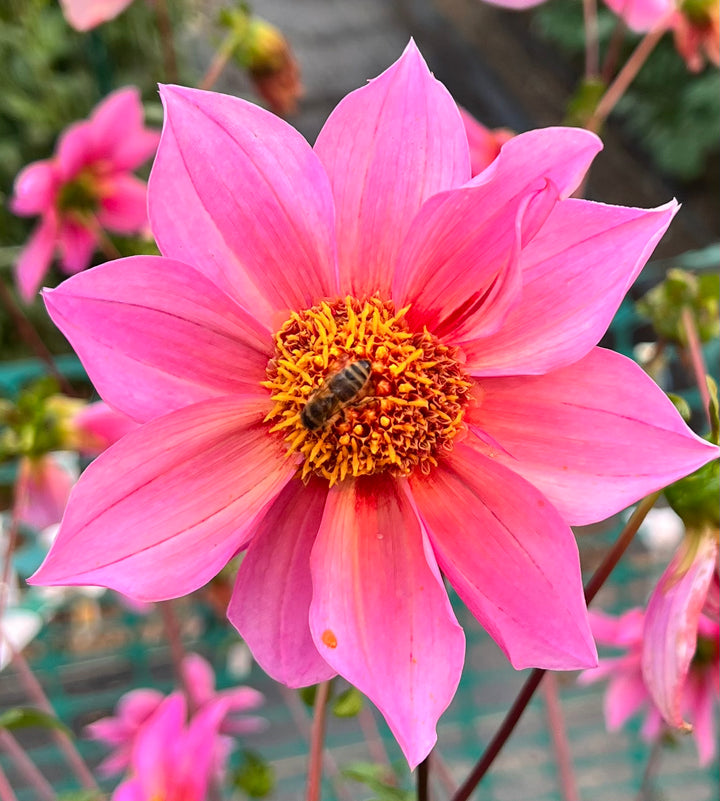 Dahlia Seeds